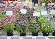 The Lavendula Stoechas series has been extended with 4 varieties; Deep Pink, Deep Purple, Purple and White.